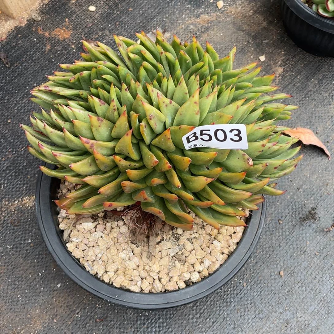 若如东云单拍B503