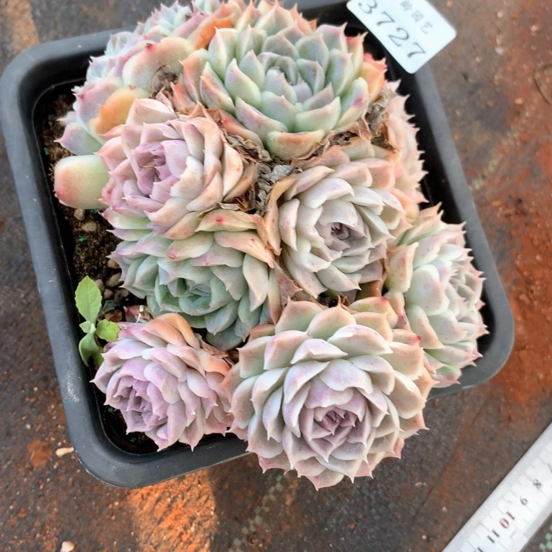 可***头3727瑕疵不售后