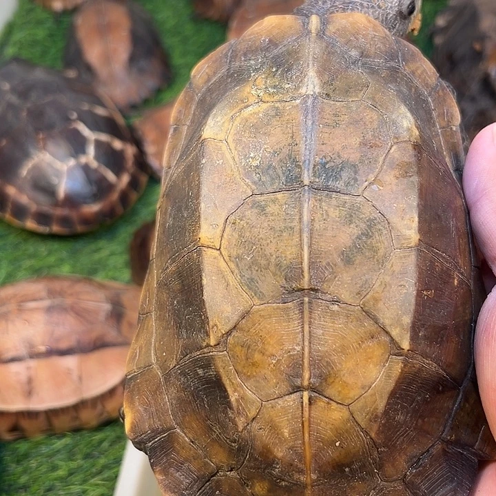 我***人绿毛龟母剧院闭壳龟