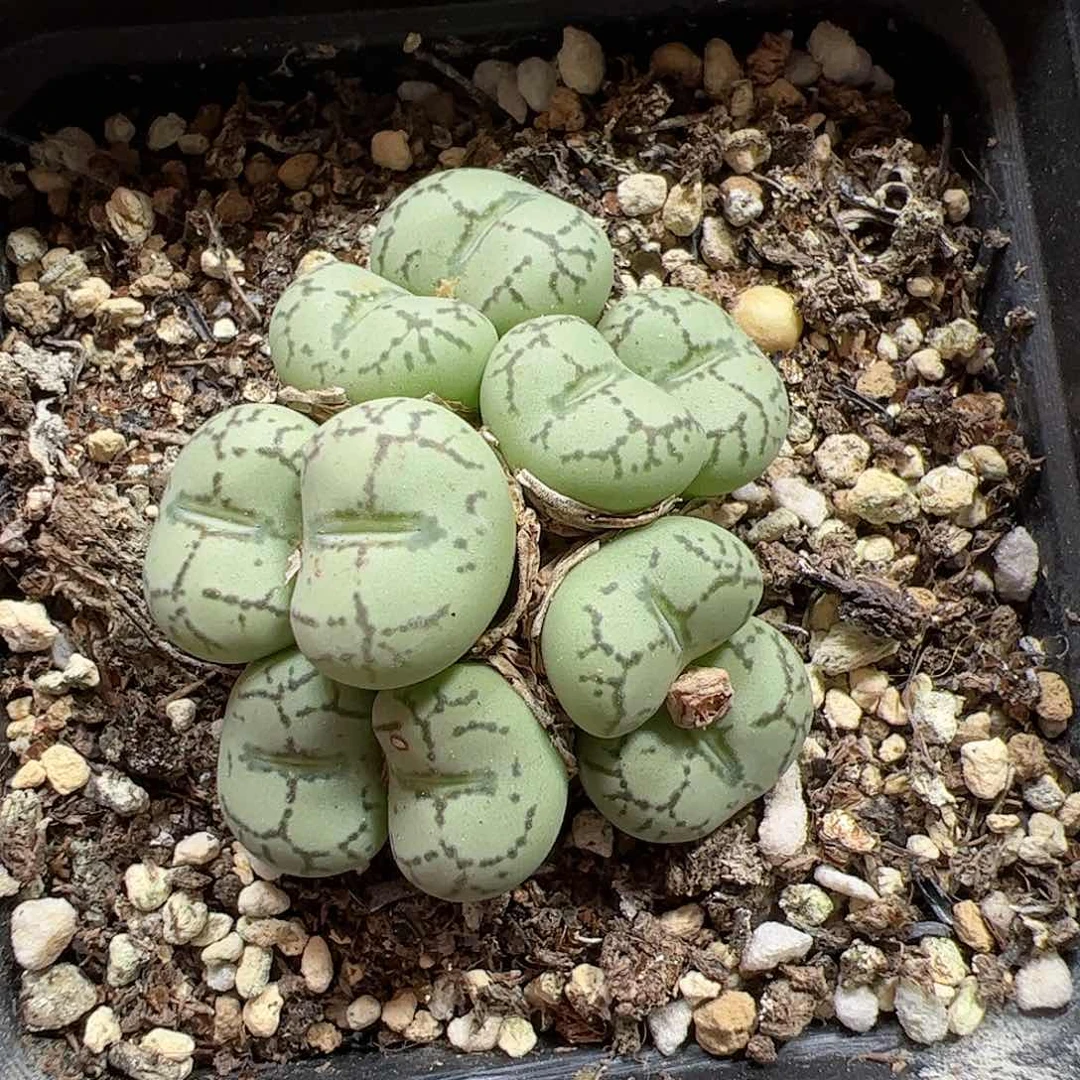 【闪购商品】155 猴脸