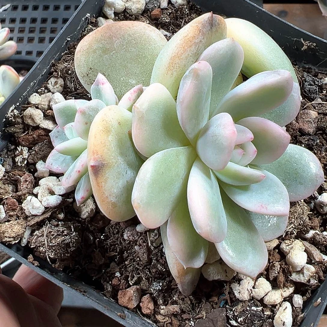 梦露锦 小方花圃一物一拍