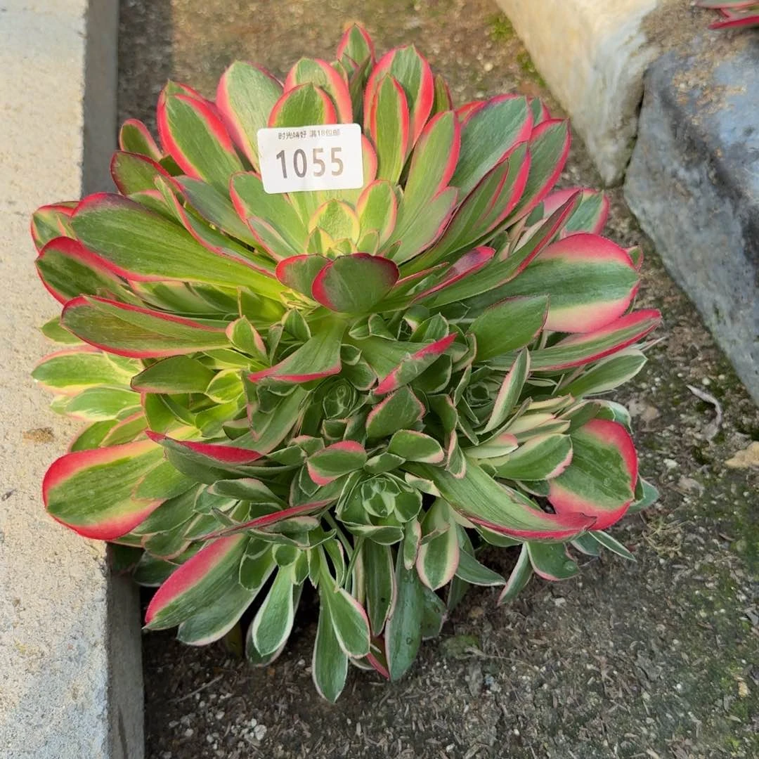 1055妖月。多肉植物