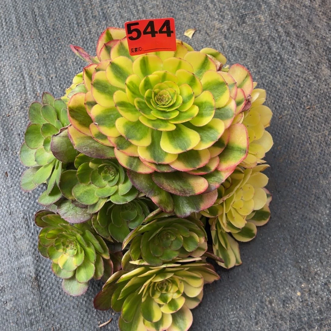 嘿*544多肉法师万七彩