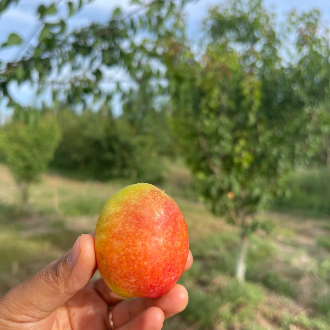 maggu uruk kuqat 芒果杏2年嫁接苗裸根