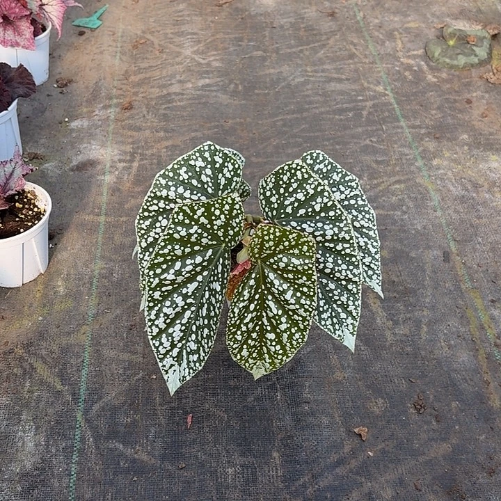 完全开放富士山秋海棠