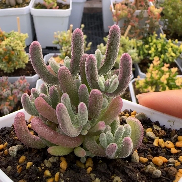 989-超紫7方盆植物枝干