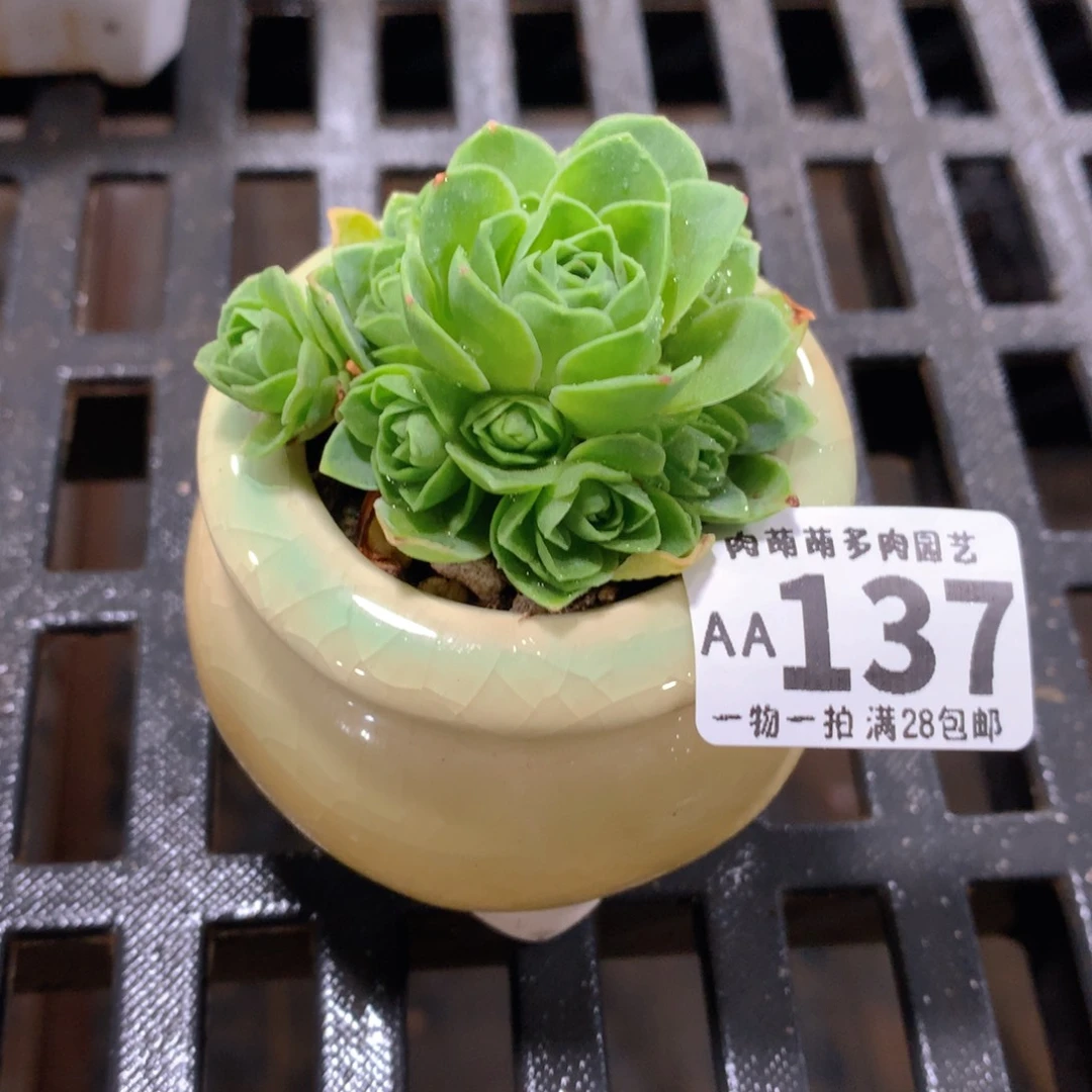 肉萌萌拇指盆精控多肉AA137