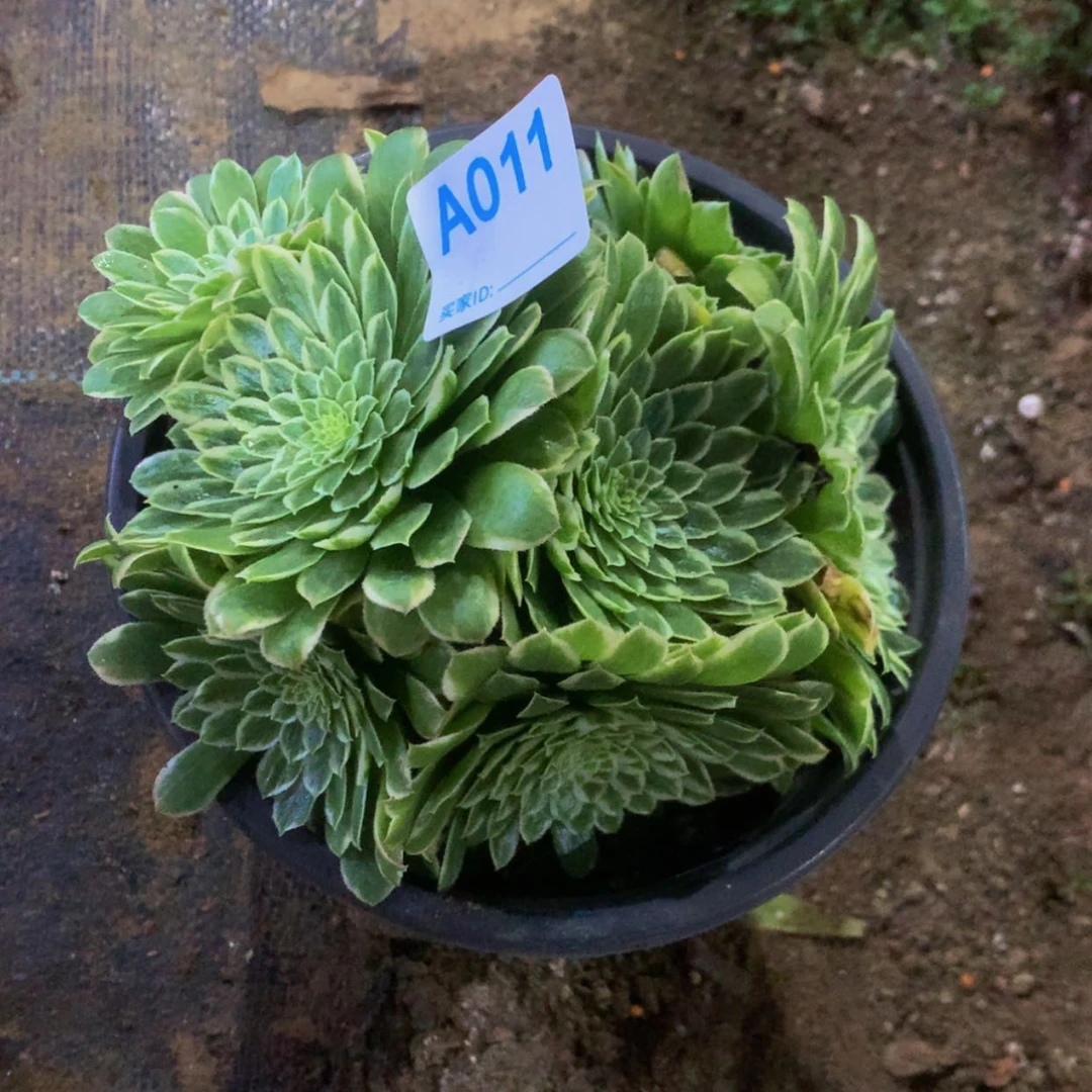 【闪购商品】风**雨011翡翠冰多肉