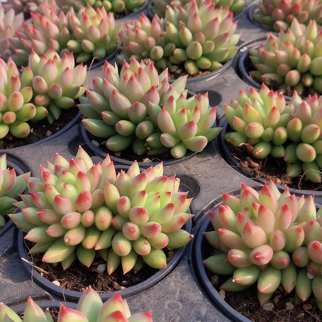 双头黄体虞美人34678999000