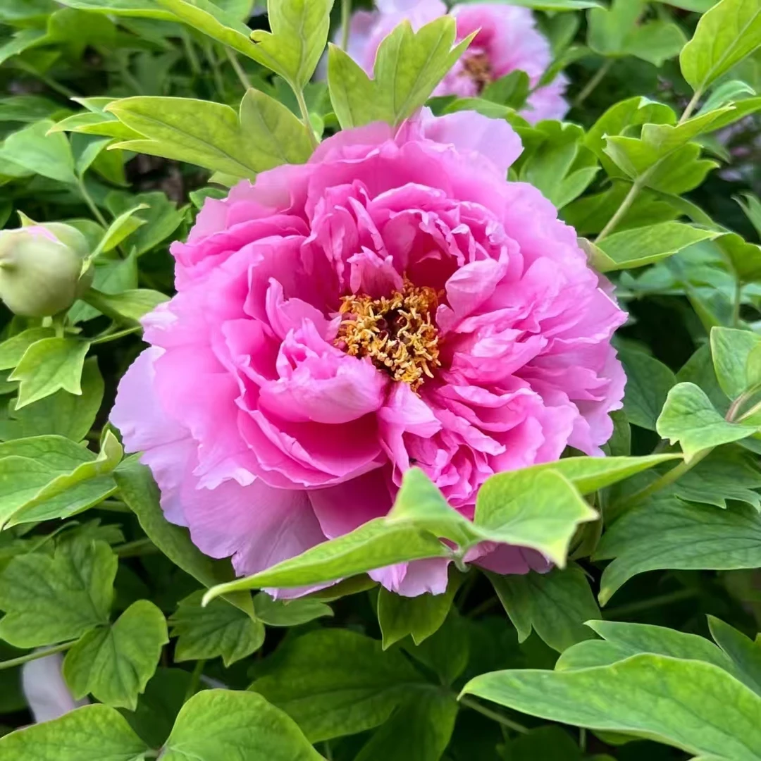牡丹【肉芙蓉】菏泽观赏牡丹精品苗 先发肥料 秋季发苗
