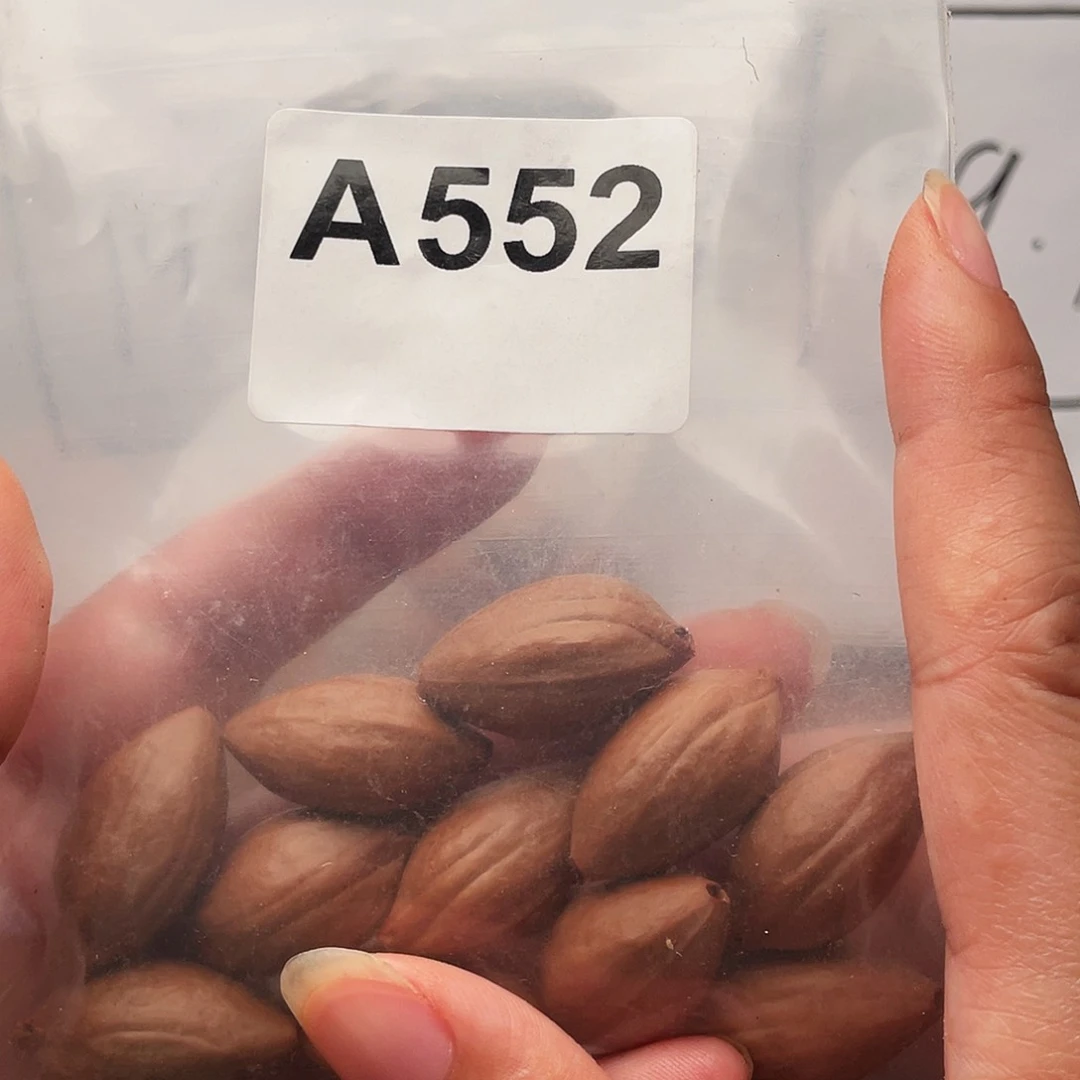 橄榄核手串/手链橄榄