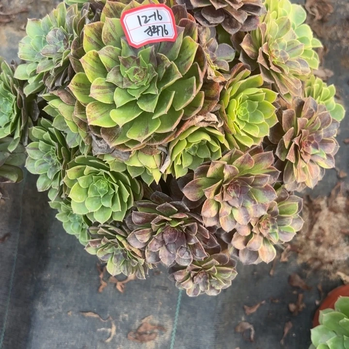 花月夜多肉法师不包损76