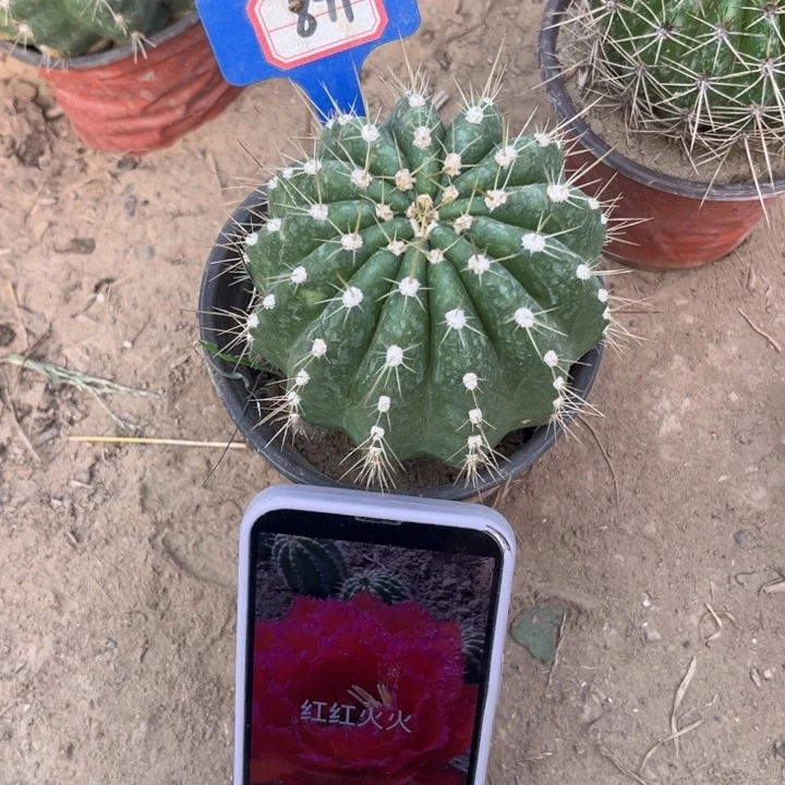 871，毛花柱红红火火