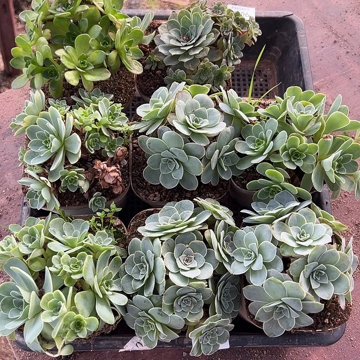 杨606  8颗群生组合量拍