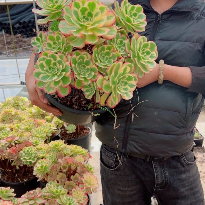 女巫5加伦46号多肉法师