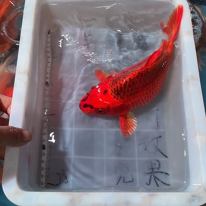 蝴蝶鲤鱼渔场直发78