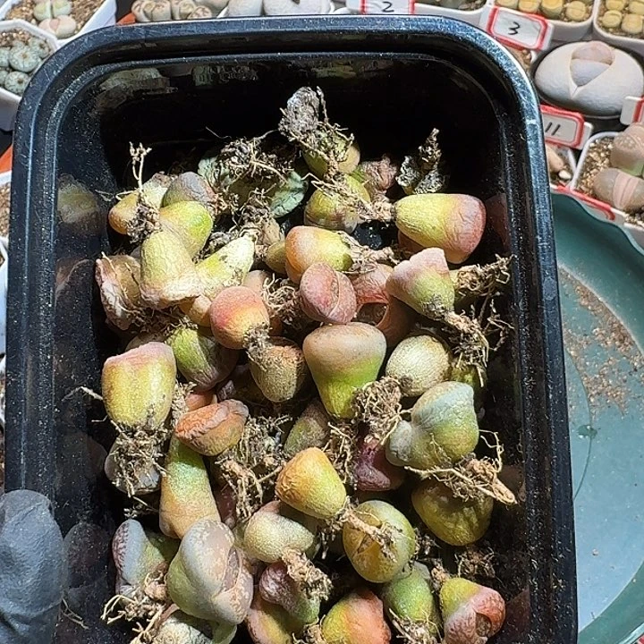 生石花11211111。   392