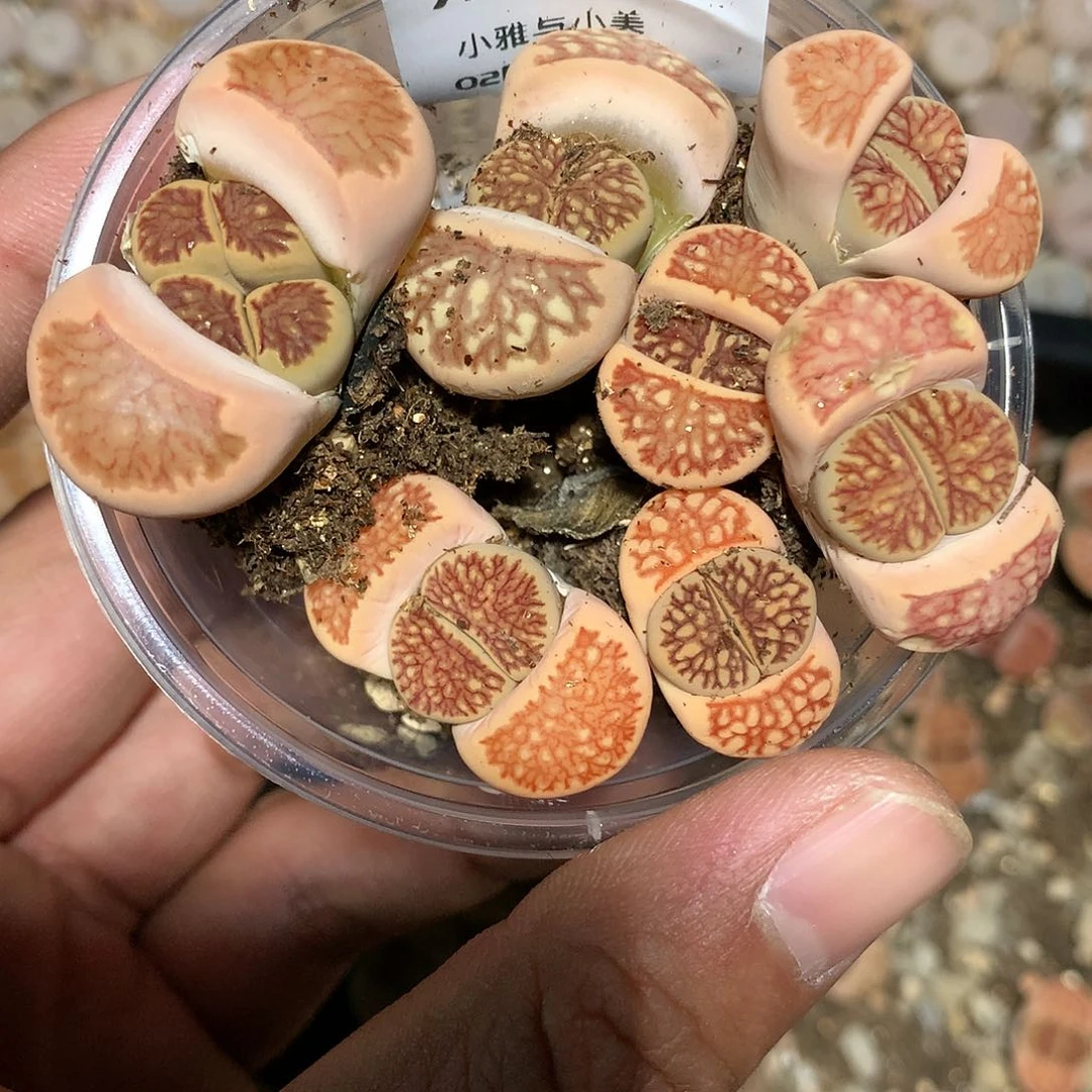 ?****来X519多肉植物保护