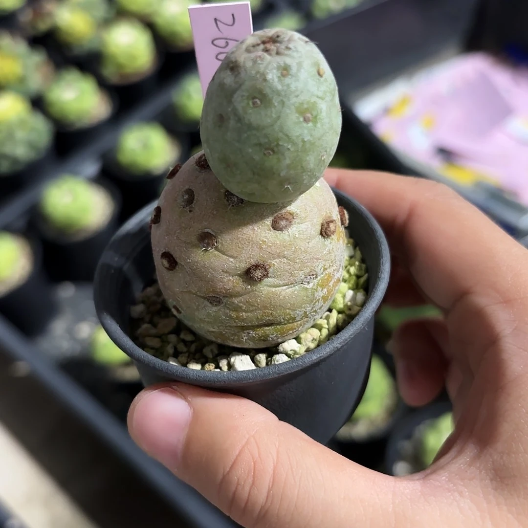 泰国米哈260-0216