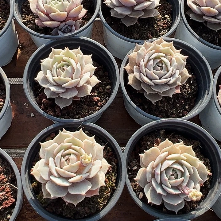 团  056   单头露娜莲