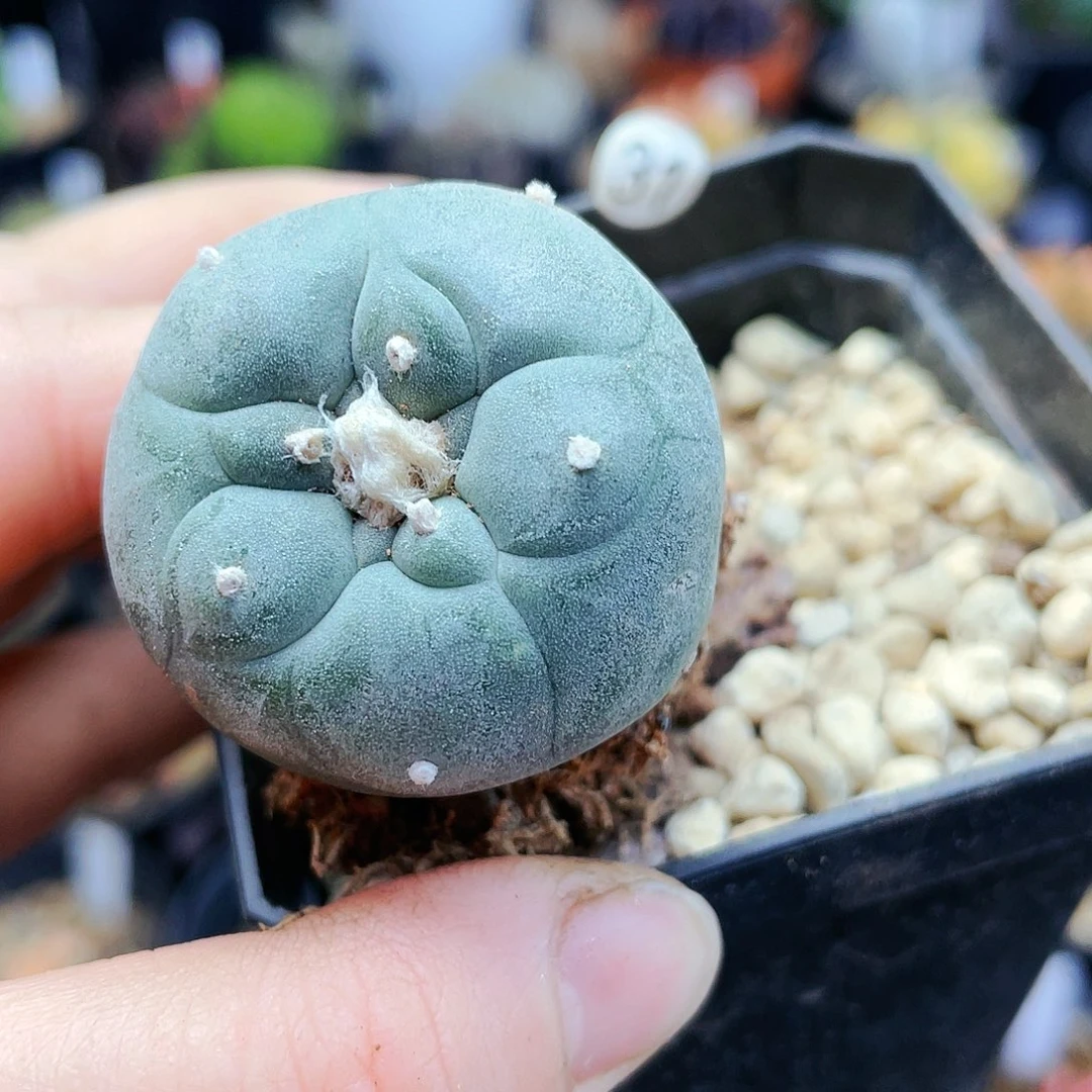 非偏远地区满25裸根发货仙人球