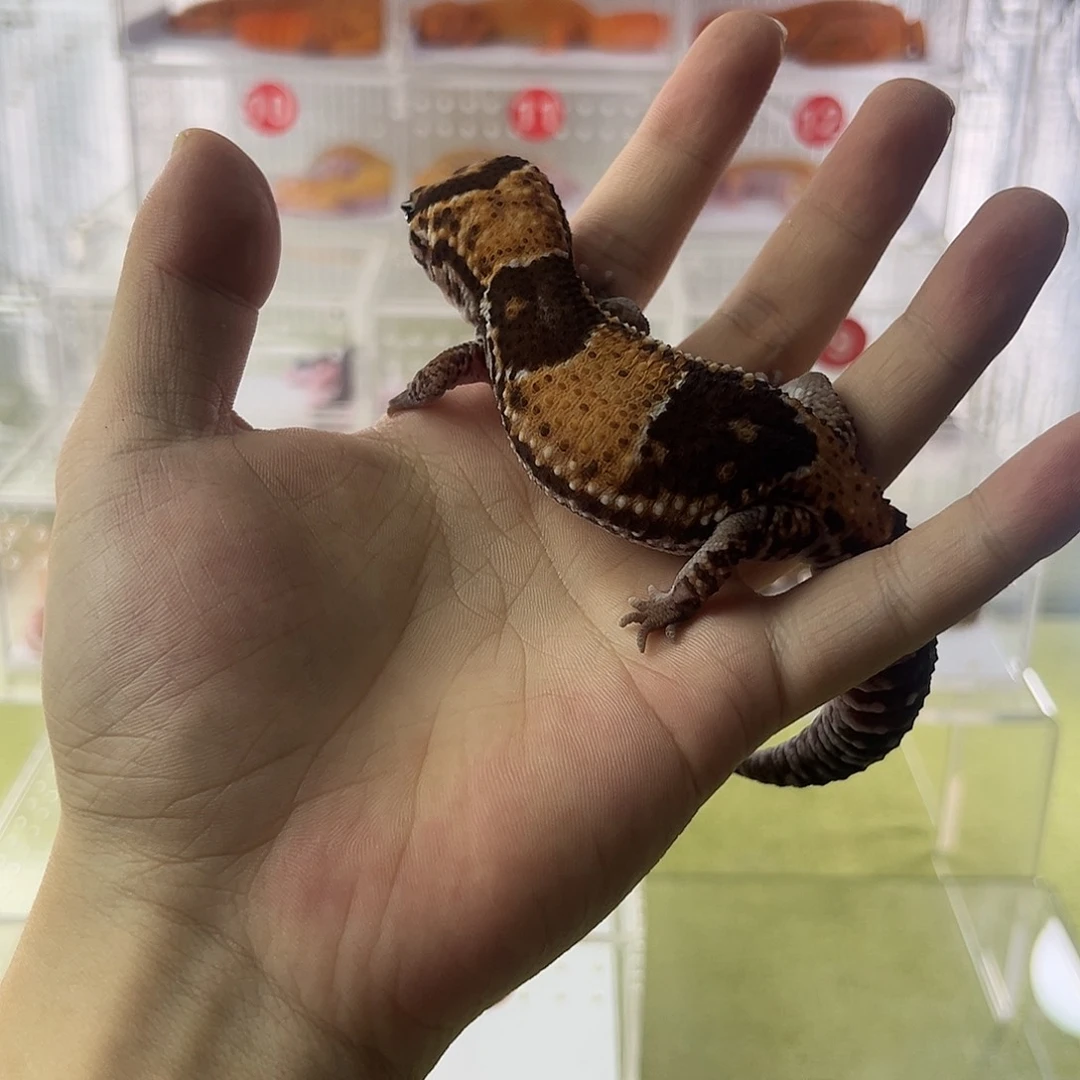 肥尾守宫奶牛成体母