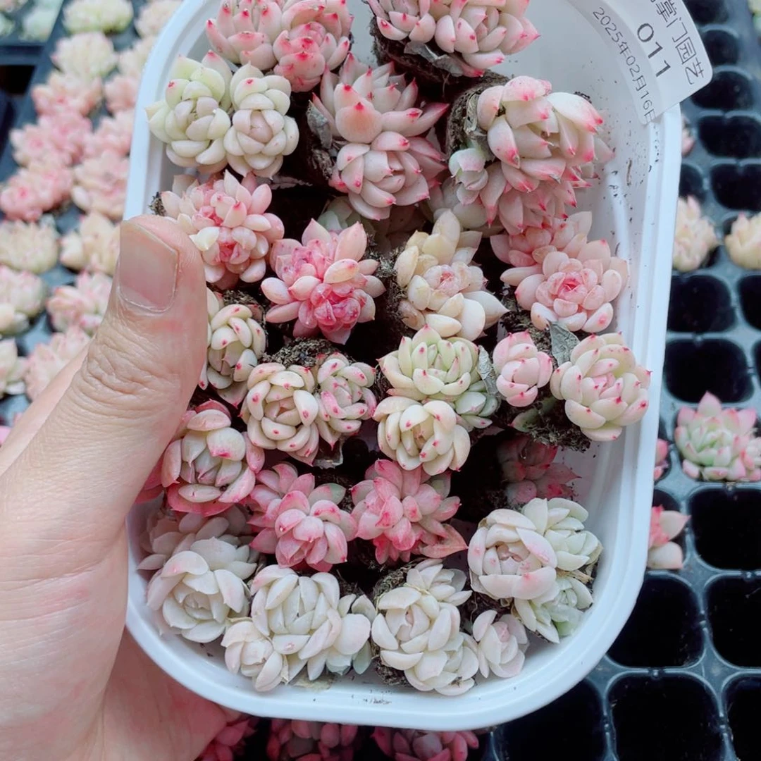 坚决支持啊哭泣011