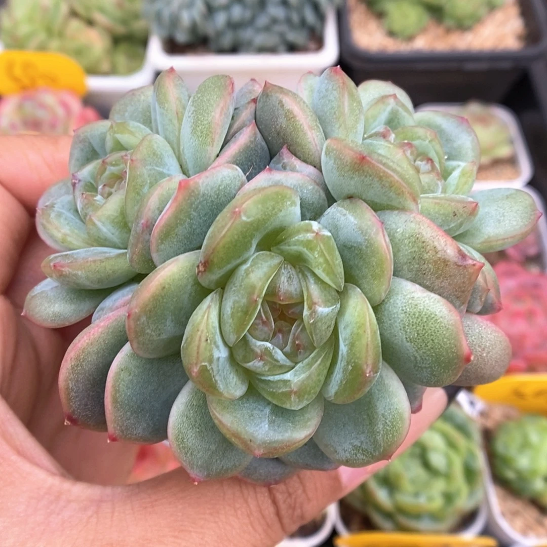 芙汐珍妮群生566号