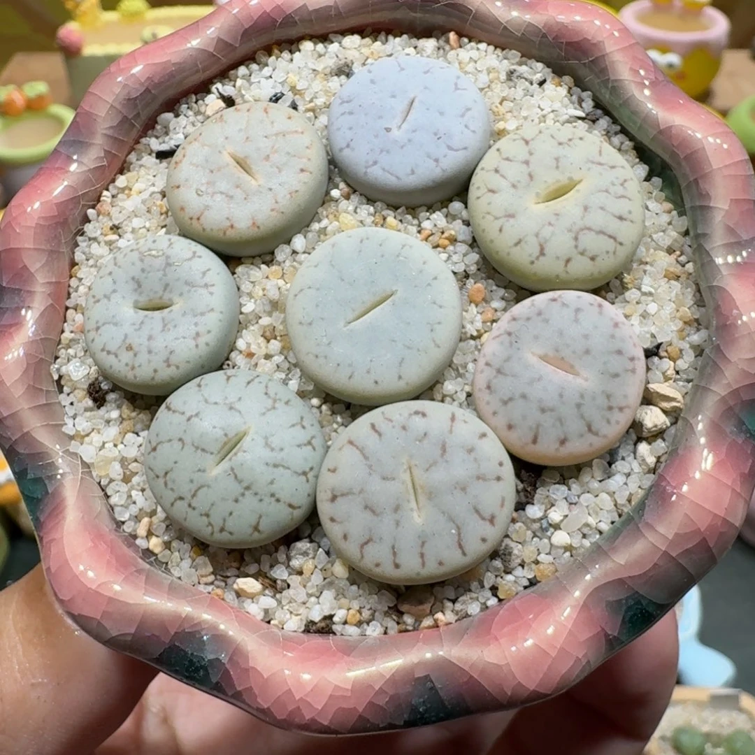 蘑菇1071曲玉彩拼多肉植物