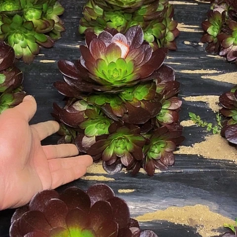 黑骑士捧花法师114