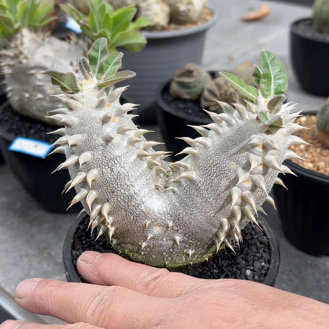 蜜*双头大黑88888888