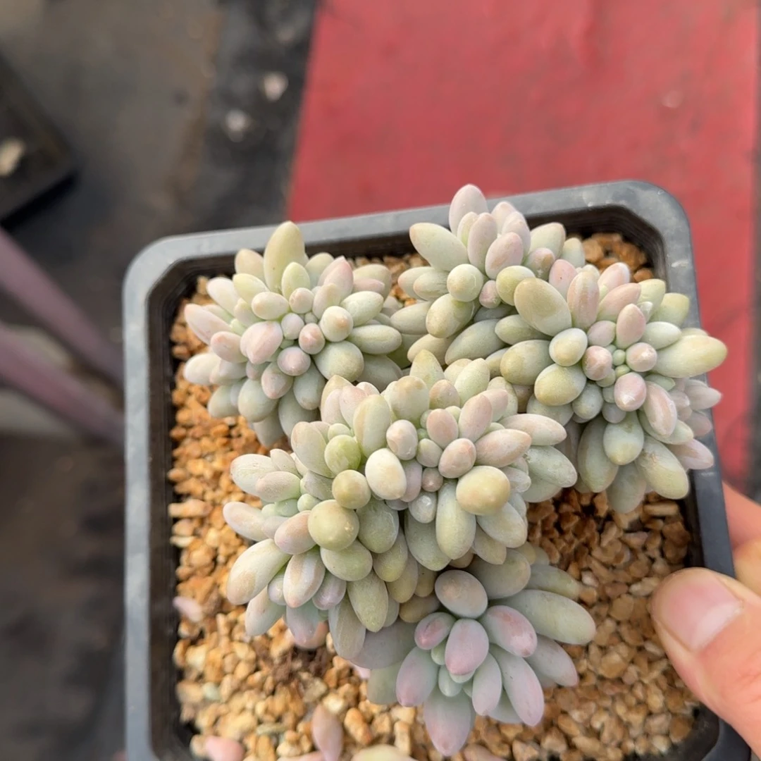 13厘米的尺寸一物一拍的