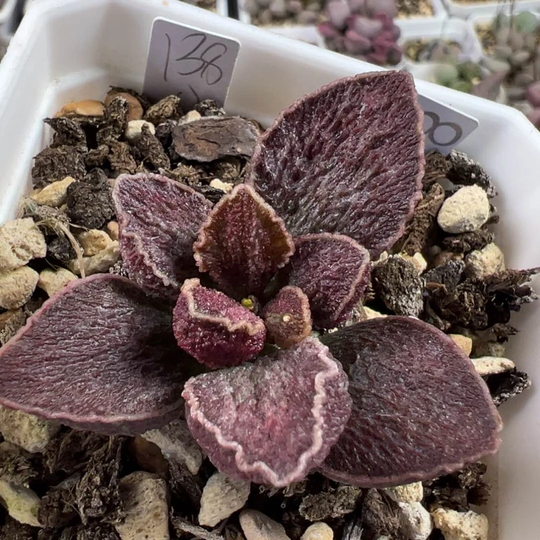 紫色系围边纹路款实生新品