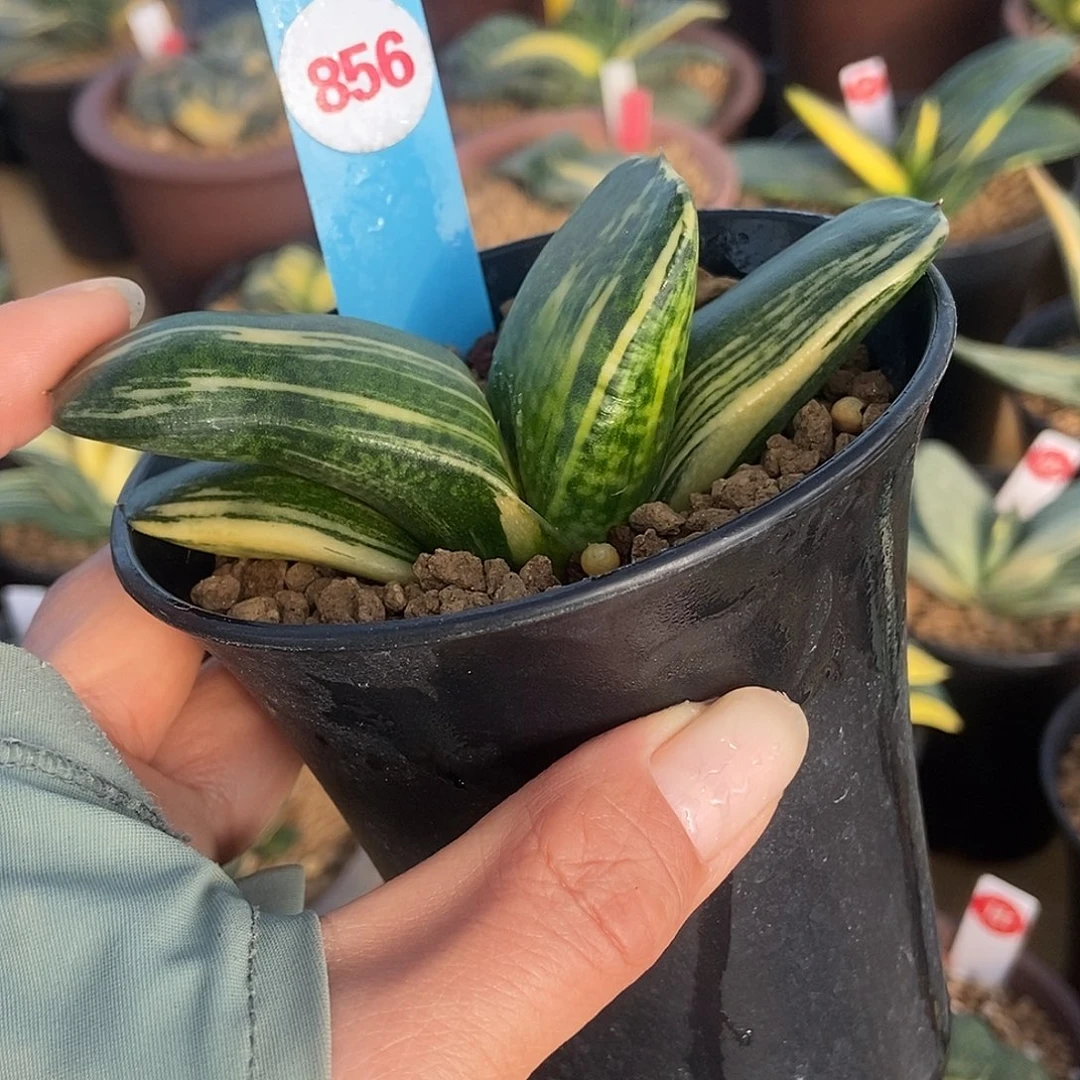 856恐龙锦超肥厚带盆发货