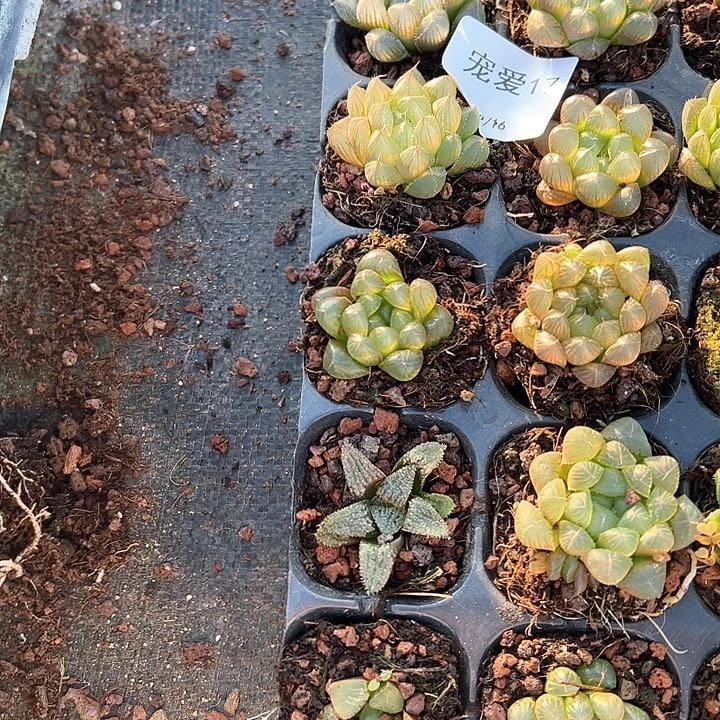 直播福利一物一拍17