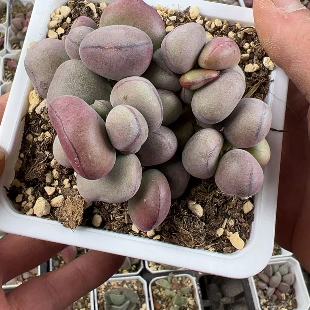 球球紫蛋10厘米盆多肉植物水泡