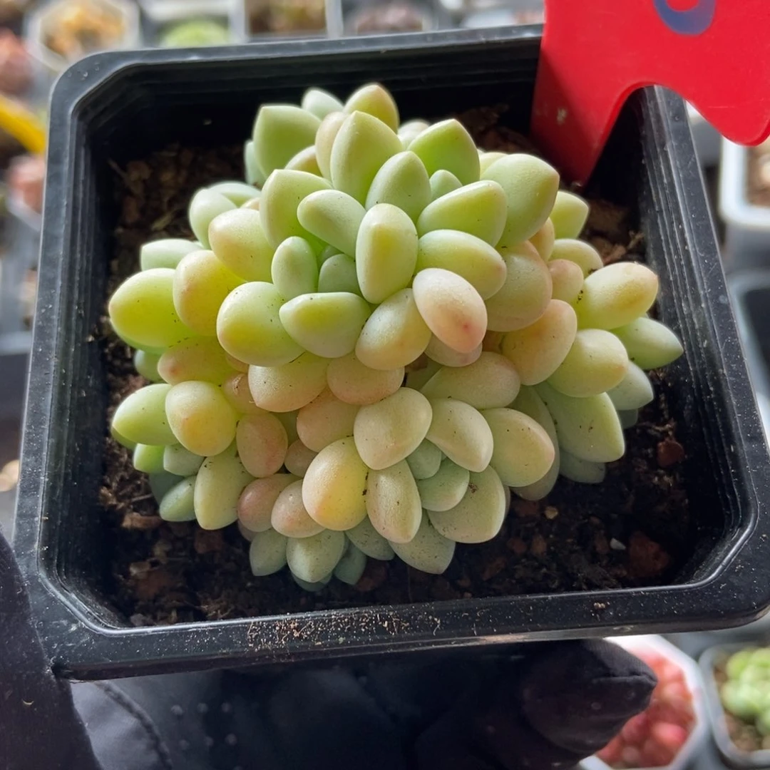 836泡泡糖多肉植物保护