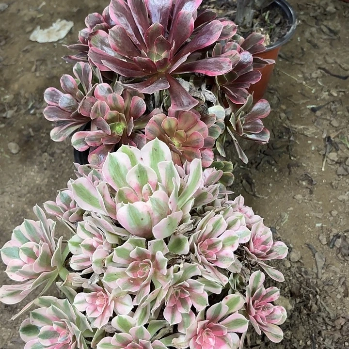 多肉植物法师2颗8
