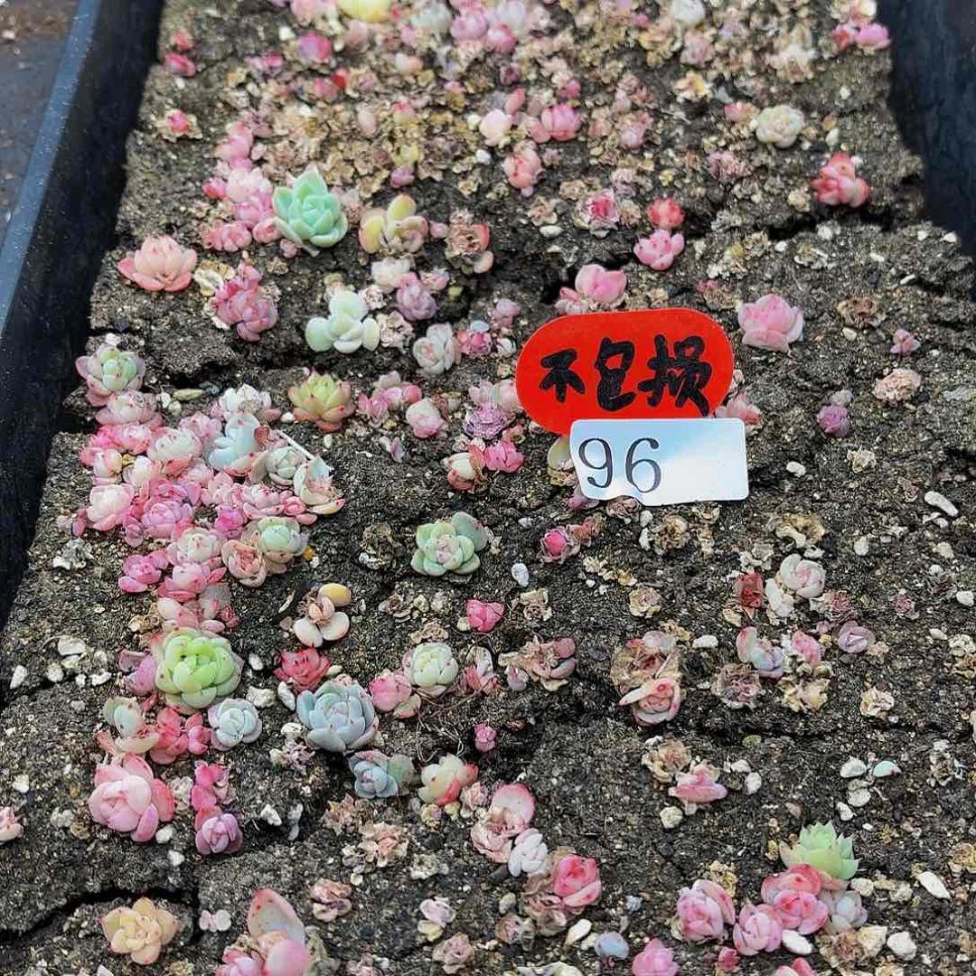 燕*多肉植物多肉植物96