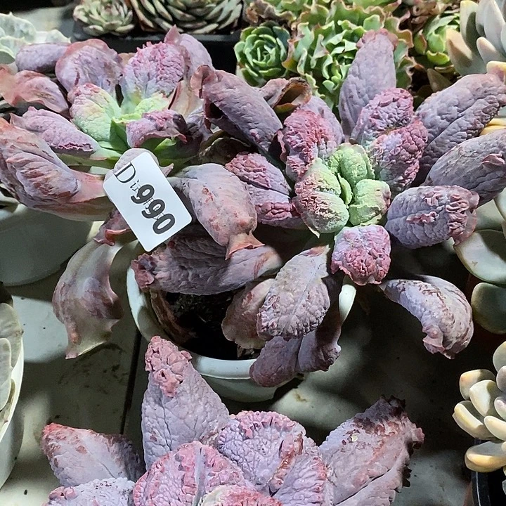 涵***990男爵多肉植物多肉