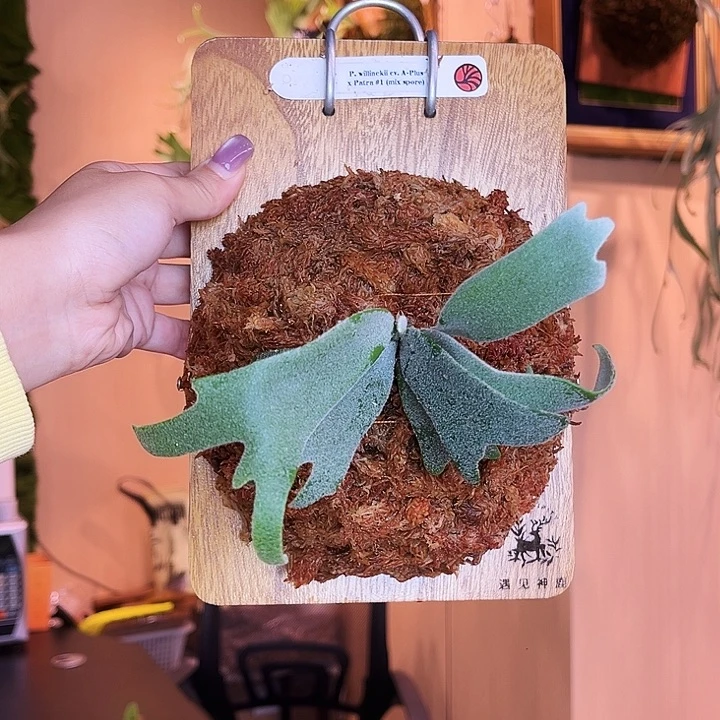 不开花植物nook aplus patra1