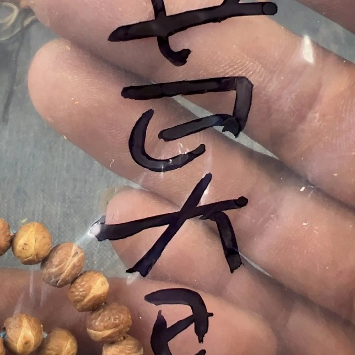 暮***暮吊坠凤眼菩提文玩酸枣核