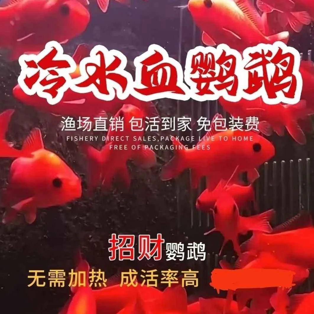 冷水鹦鹉鱼活鱼冷水耐活好养招财红鱼冷水观赏鱼金鱼活鱼锦鲤鱼苗