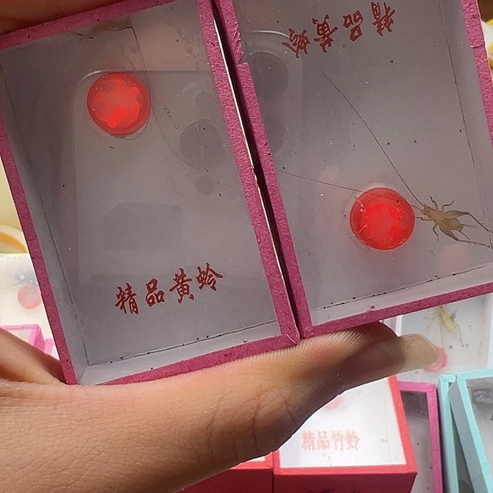 中黄蛉2条:::::::::