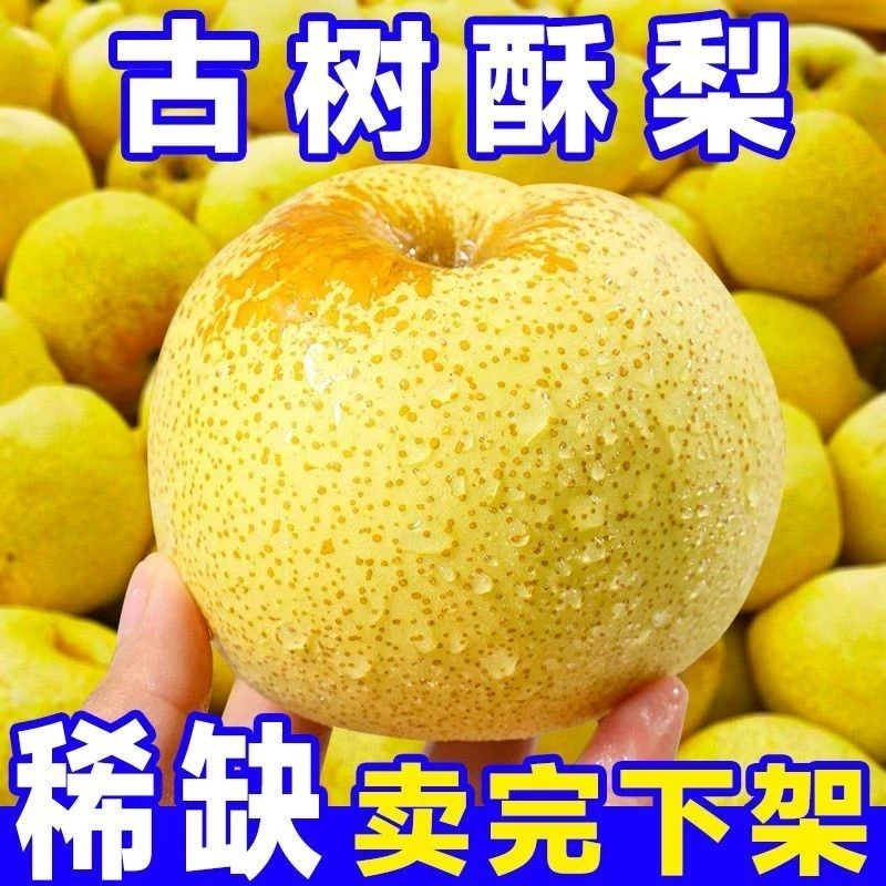 正宗砀山酥梨沙土地种植汁水狂飙
