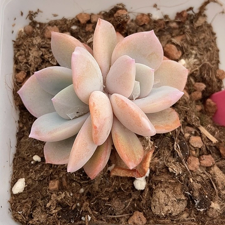 多人爱奶茶1908多人