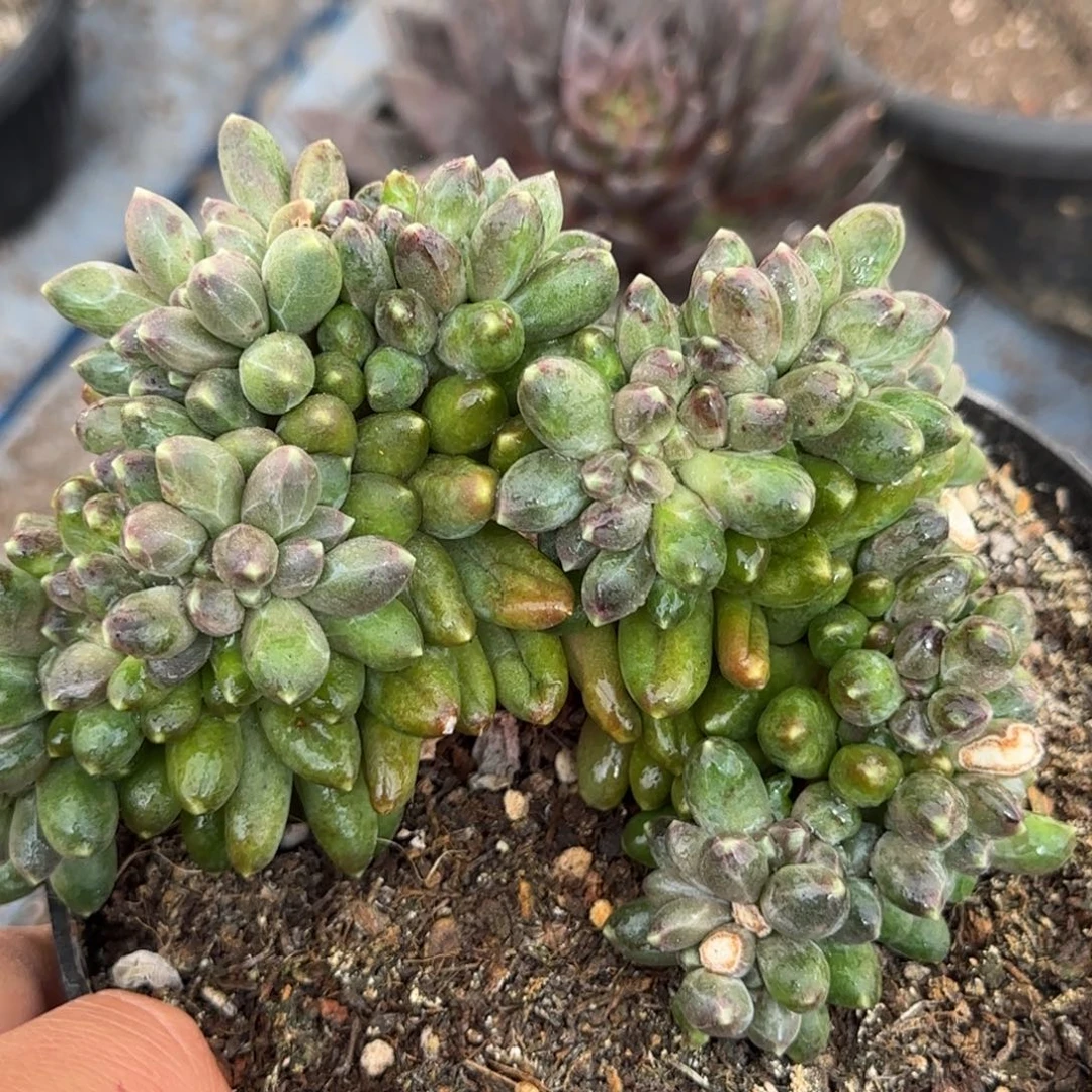 千代田缀一物一拍包装收缩花旱