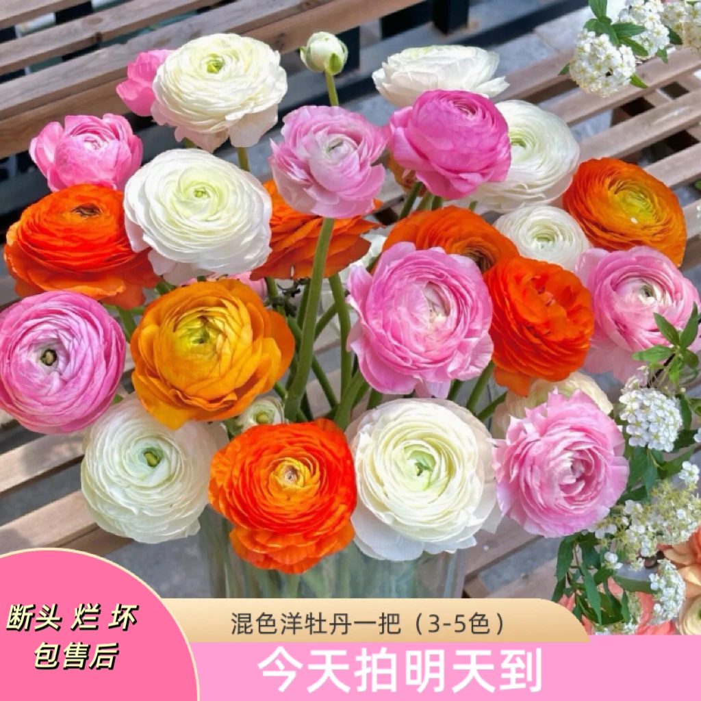 元旦特价云影精选【混色洋牡丹8-10枝】昆明鲜花批发次日达