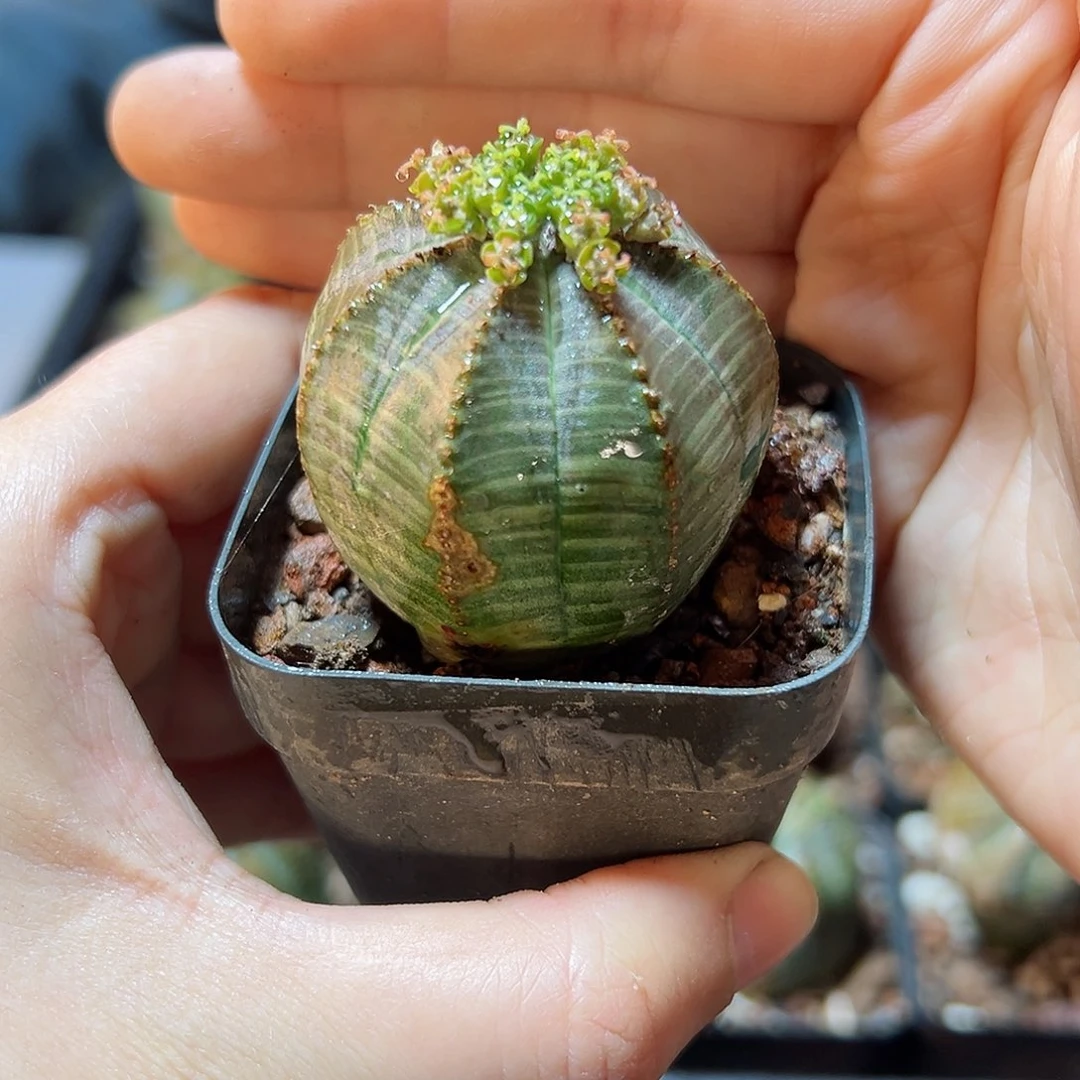 自根欧布3.2公分带盆