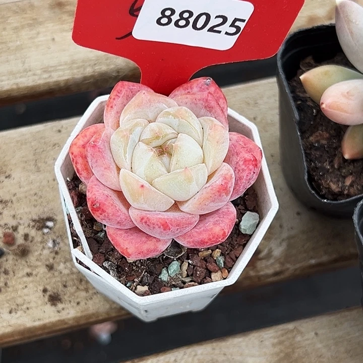 糖心。    88025号。